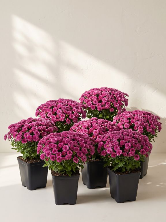 8 PACK 1QT PURPLE MUMS IN GROWER POT